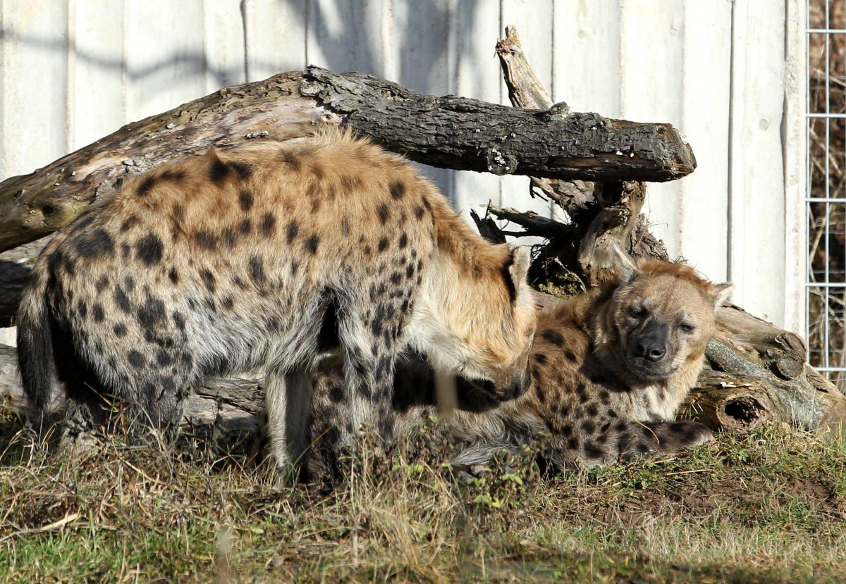 zoo erfurt