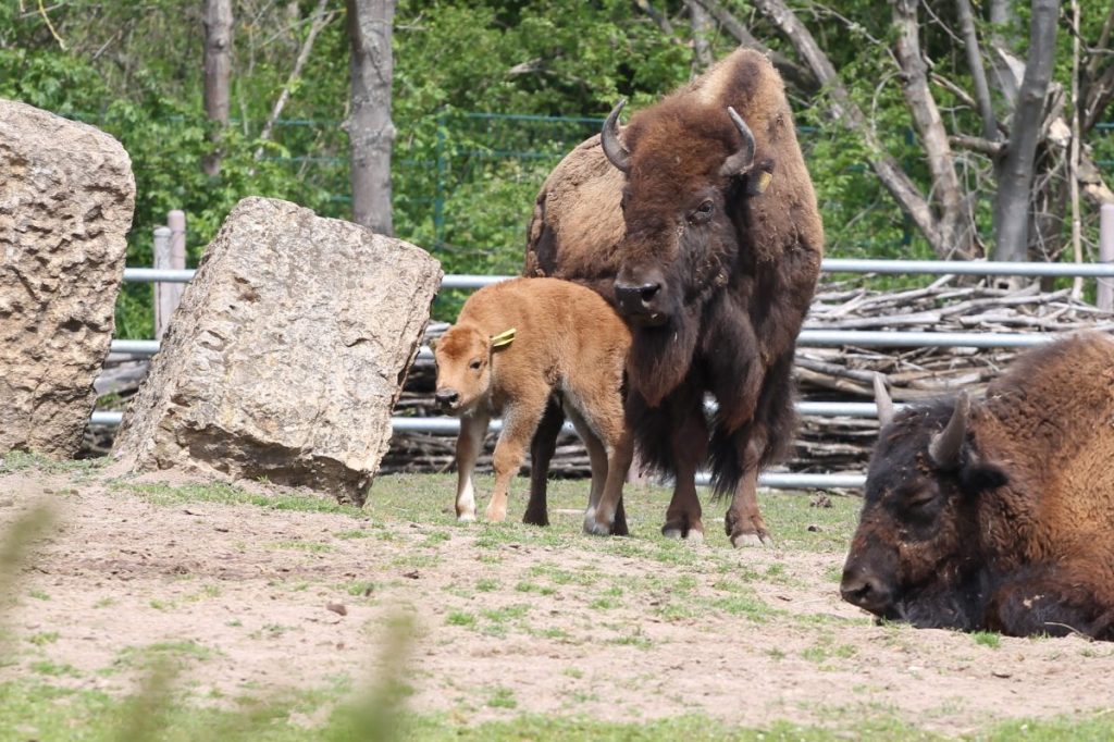 Am Sonntag wurde im Erfurter Zoo das erste Bisonkalb des Jahres geboren.