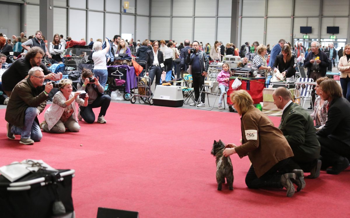 Die Rassehundeausstellung in Erfurt – steht sie vor dem Aus? (Archivbild, 2017)