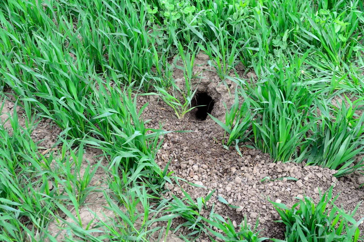 Sie leben versteckt in diesen Erdlöchern – und sind vom Aussterben bedroht: Feldhamster. (Archivbild)