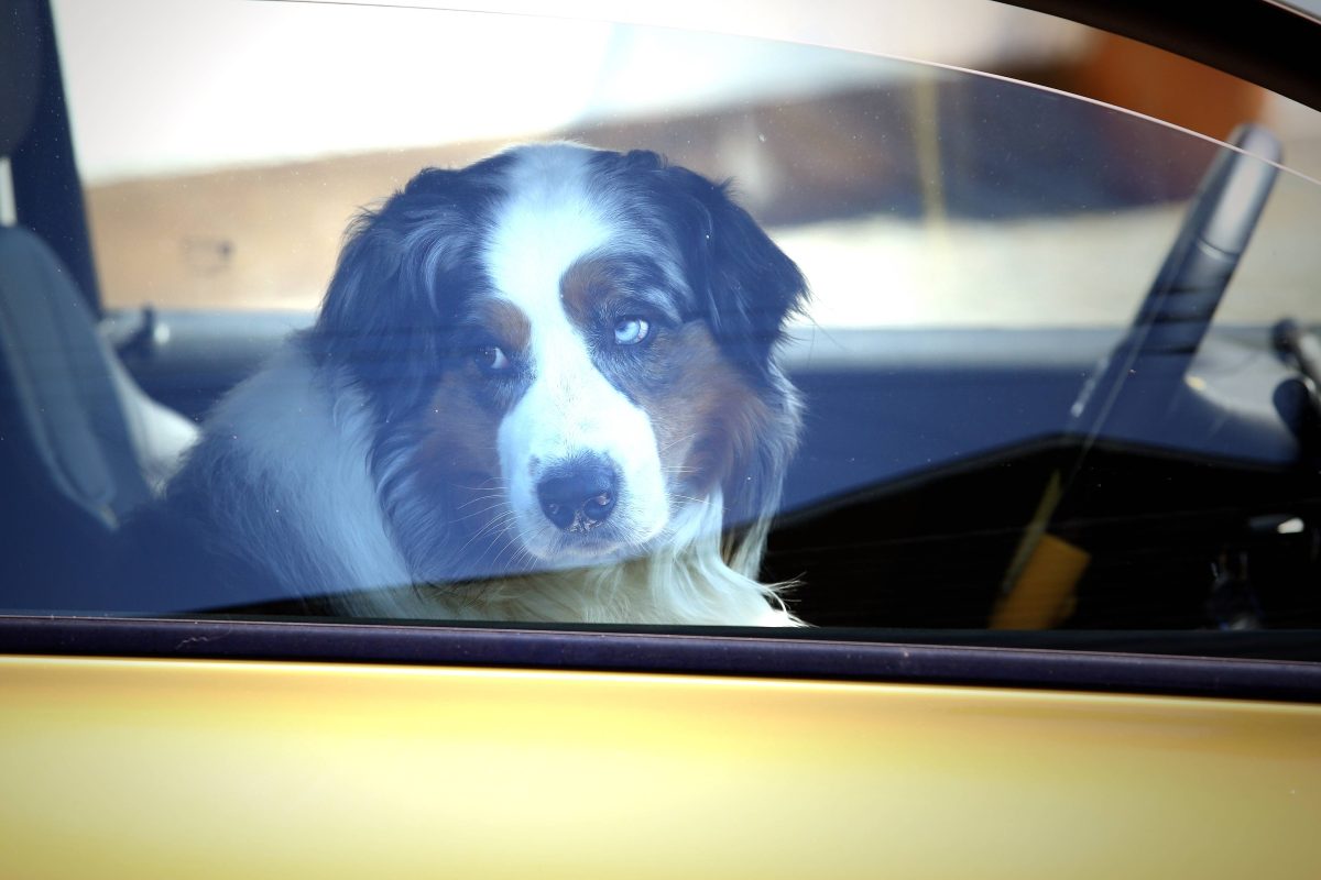 Hund sitzt bei Hitze im Auto