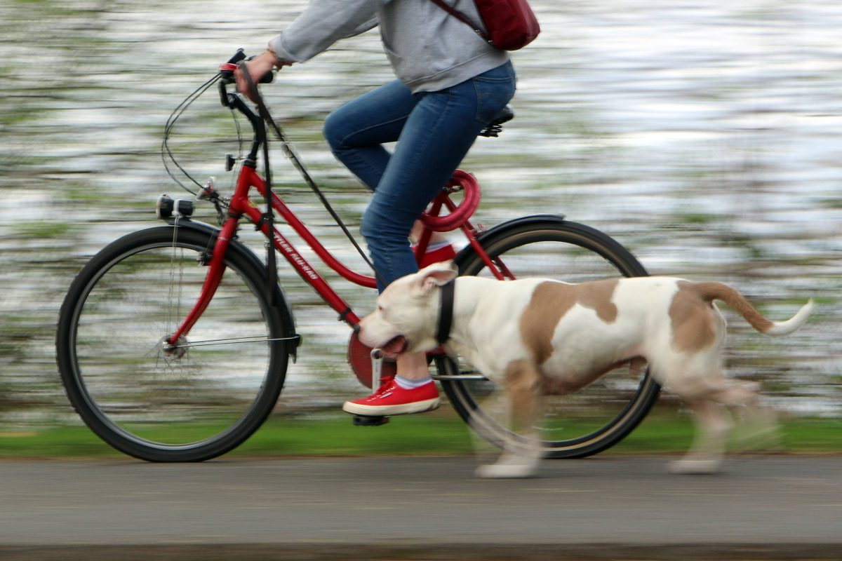 Diese Rettungsaktion in Thüringen hatte üble Folgen. Ein Hunde-Besitzer wollte seinem Vierbeiner nur helfen...