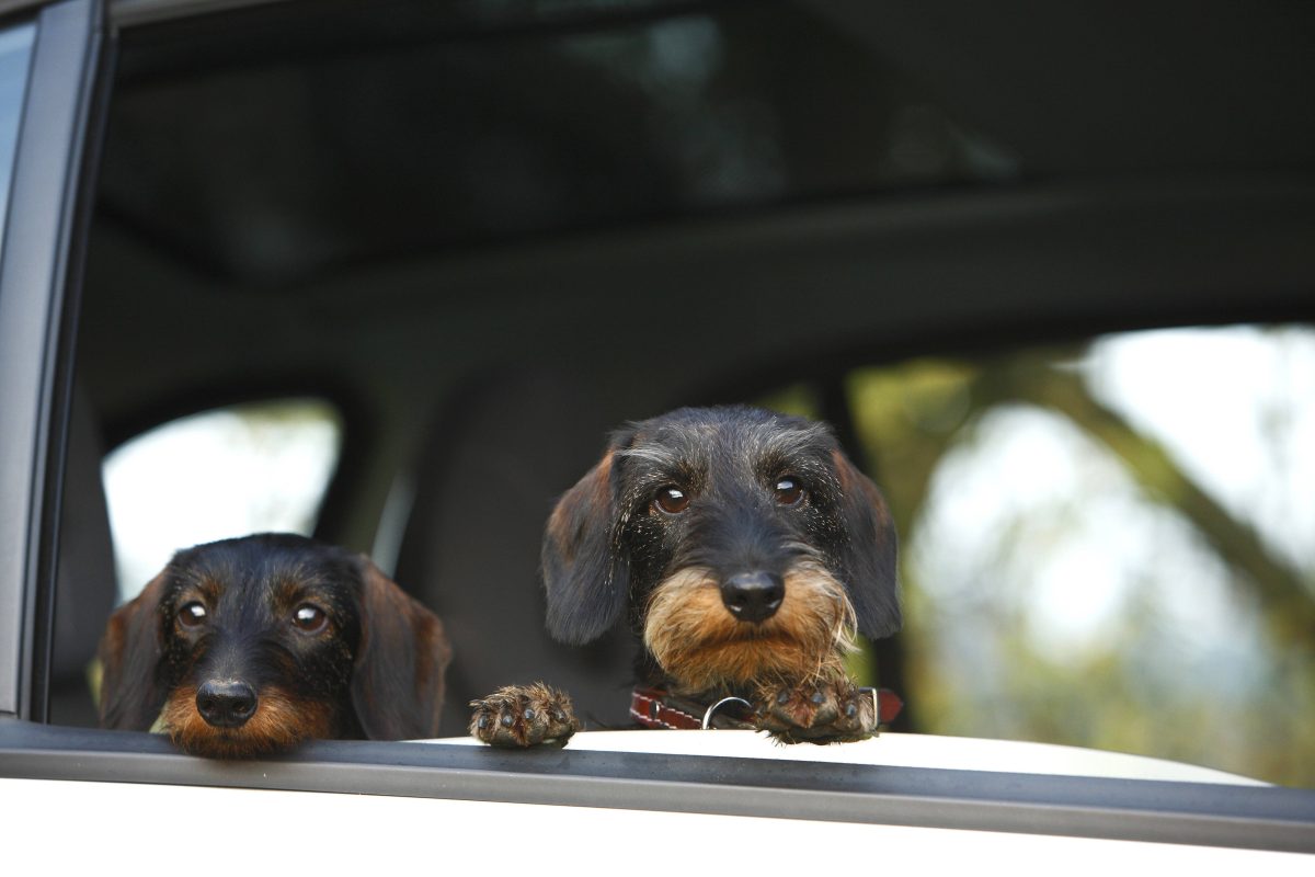 Zwei Grauhaardackel gucken aus einem heruntergelassenen Autofenster