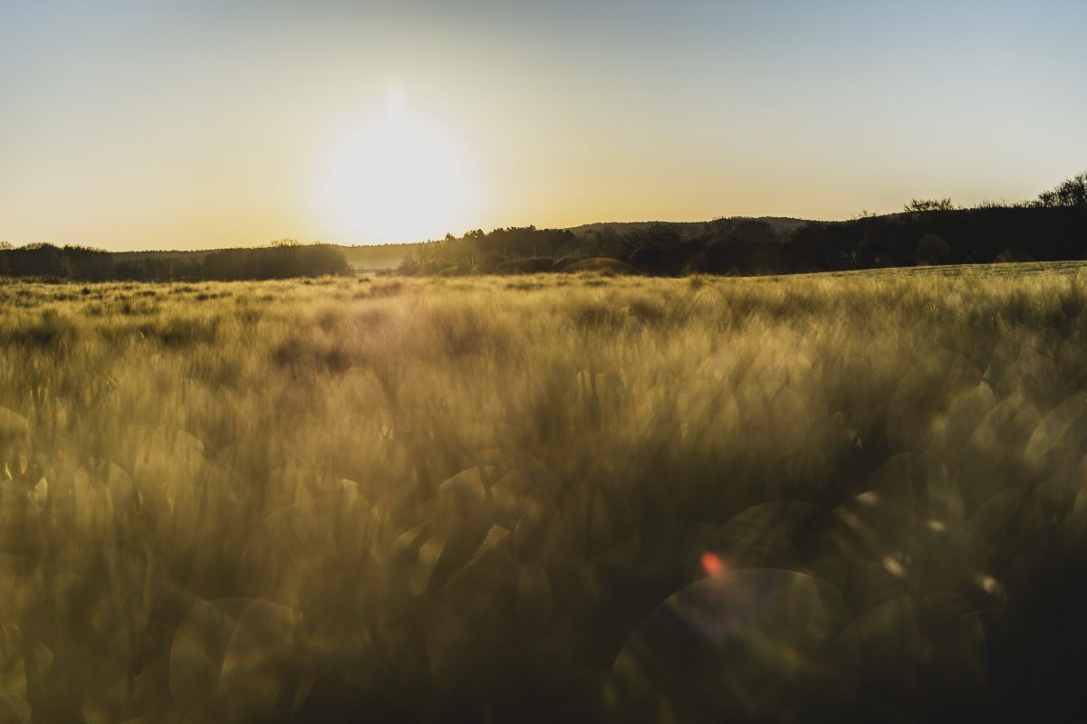 Sonnenaufgang über einem Feld