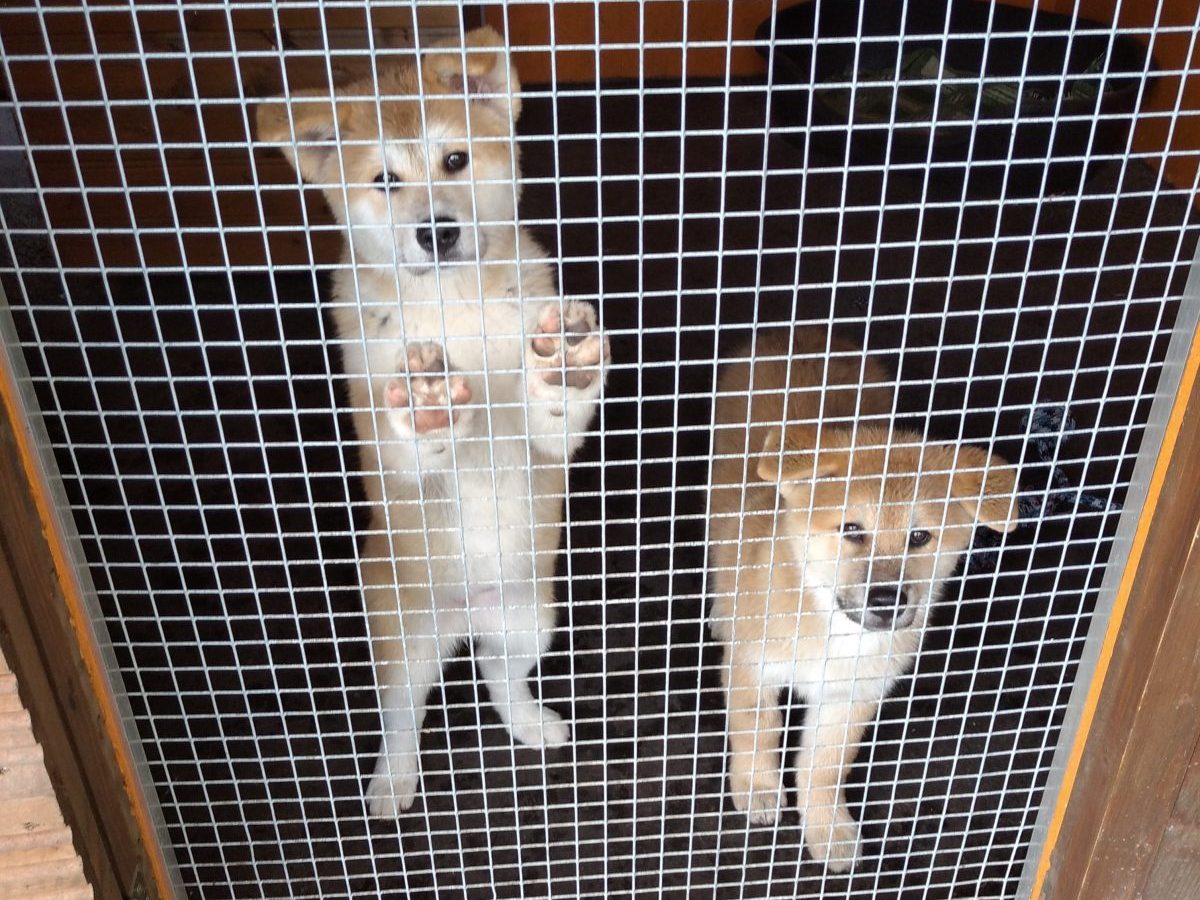 Die beiden aus einem Tierheim gestohlenen Welpen sind wieder da.