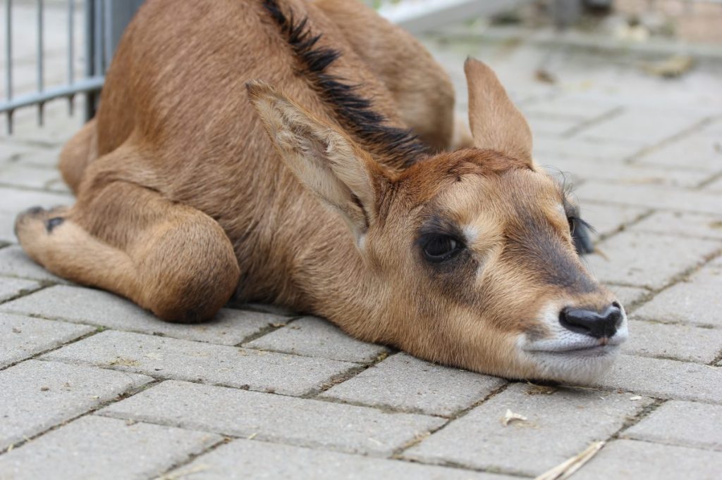 Zoo Erfurt