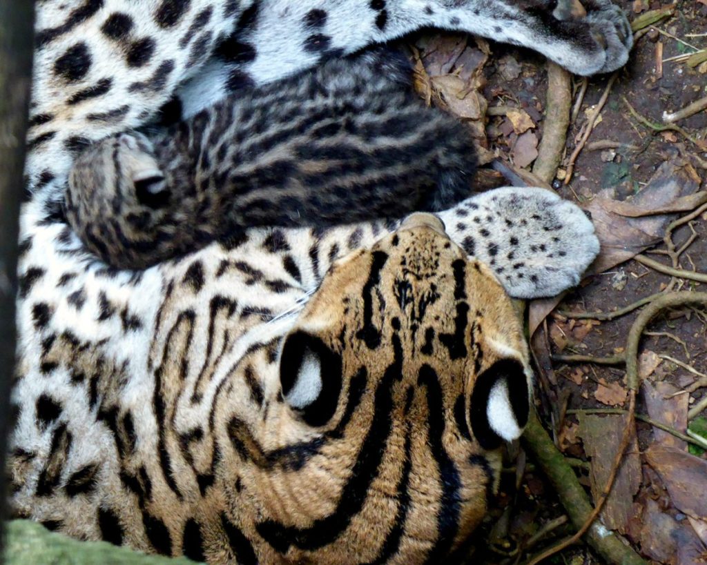 Zoo Leipzig