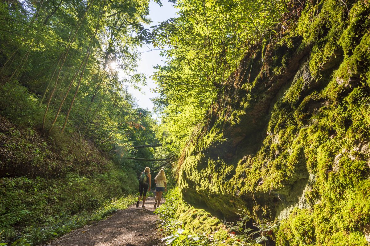 thüringer wald