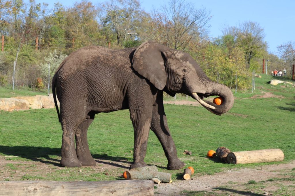 Zoo Erfurt