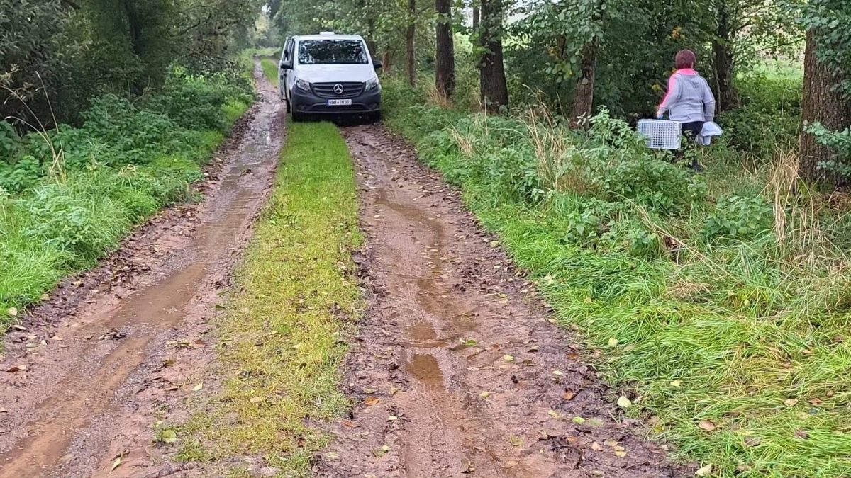 Trauriger Fund in Thüringen. Diese Kätzchen fand eine Wanderin Wald.