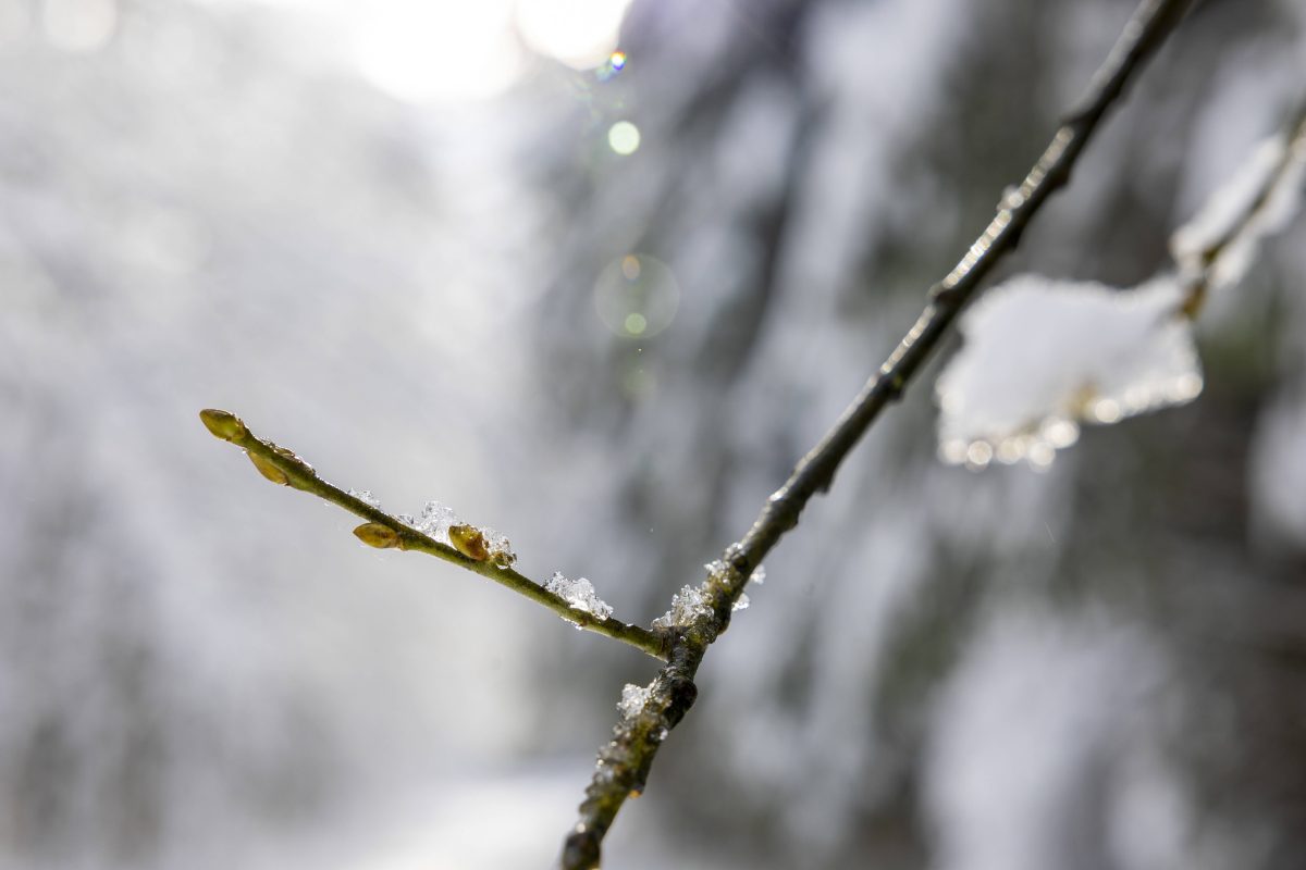 Winter in Thüringen.