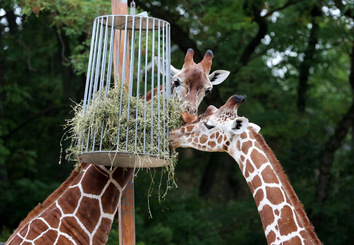 zoo erfurt