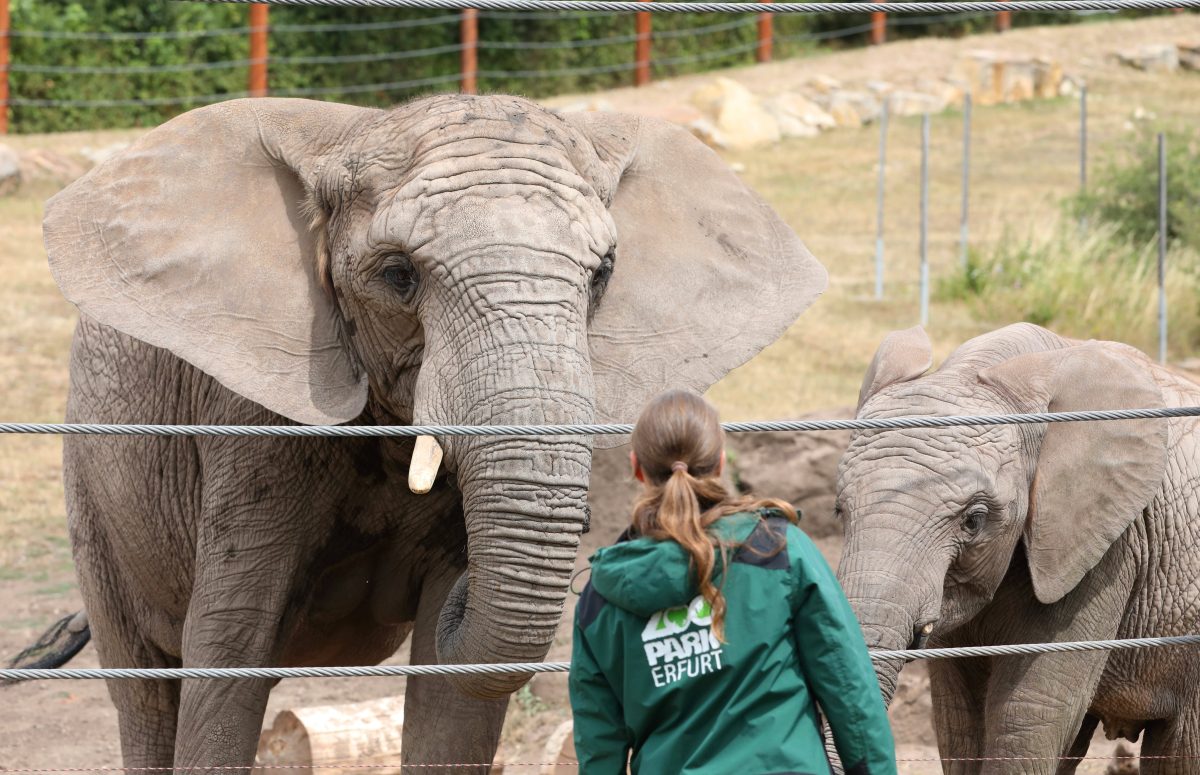 Der Zoo Erfurt startet eine ganz besondere Aktion. (Archivbild)