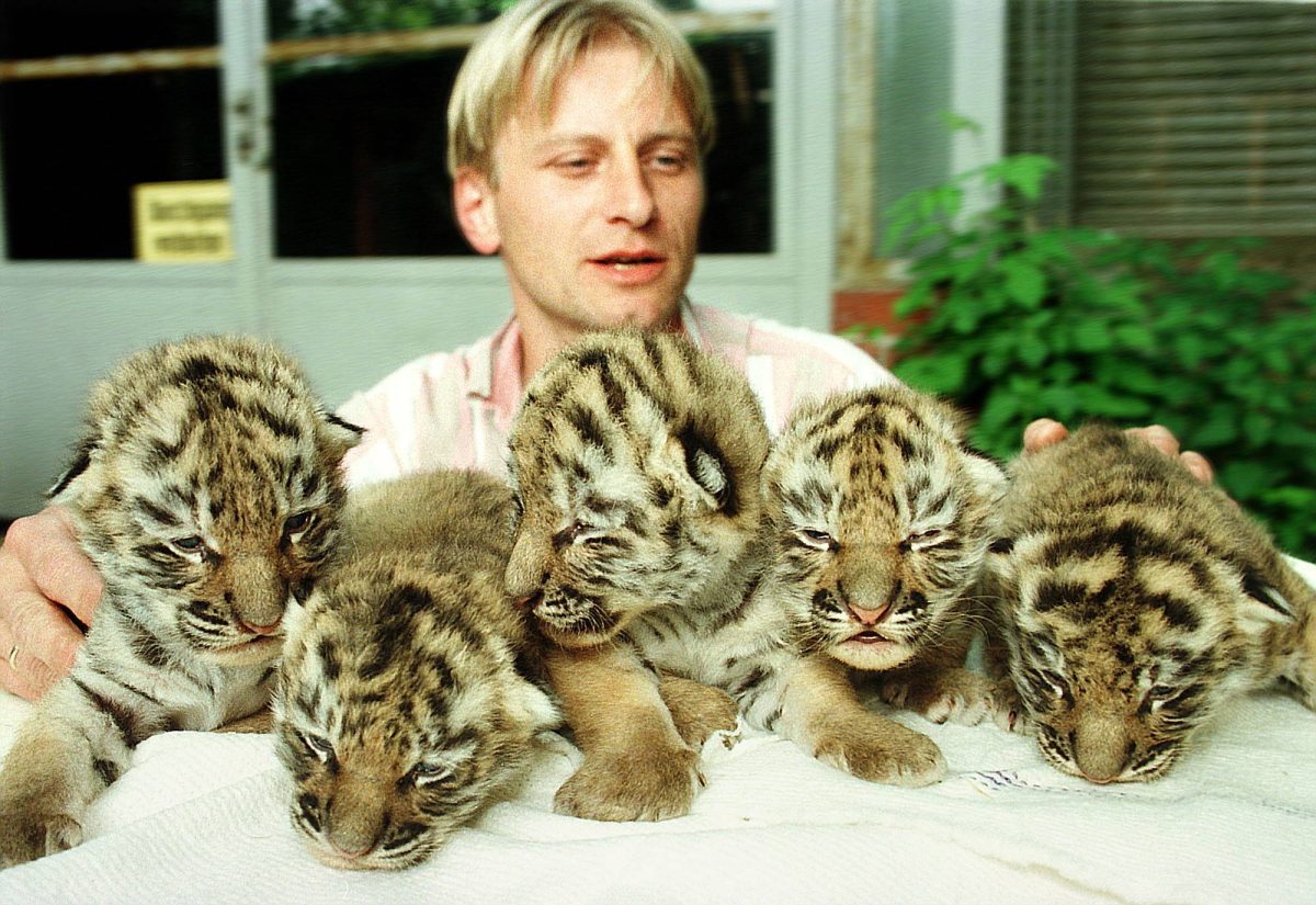 zoo leipzig Pfleger Jörg Gräser und Löwenbabys