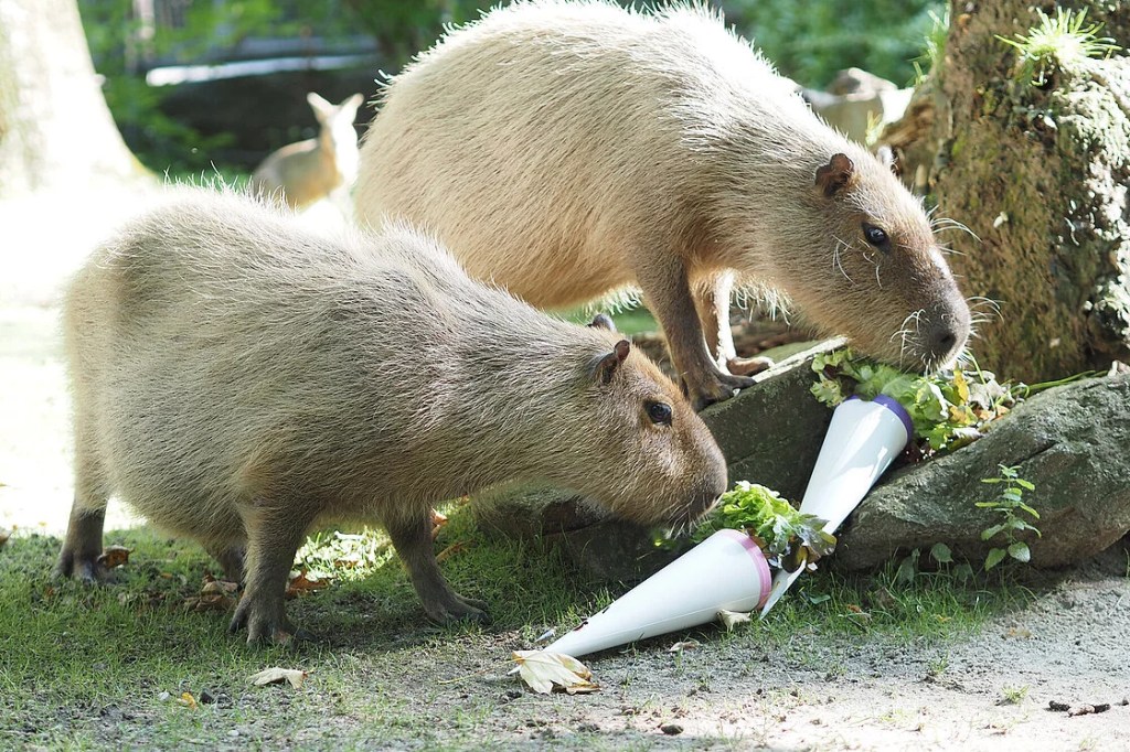 zoo leipzig