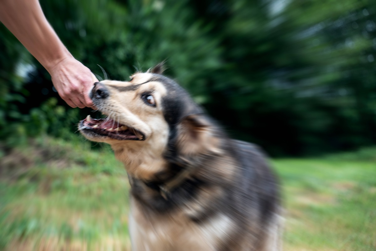 Nach einem Hundeangriff in Thüringen hat PETA eine dringende Forderung (Symbolbild)