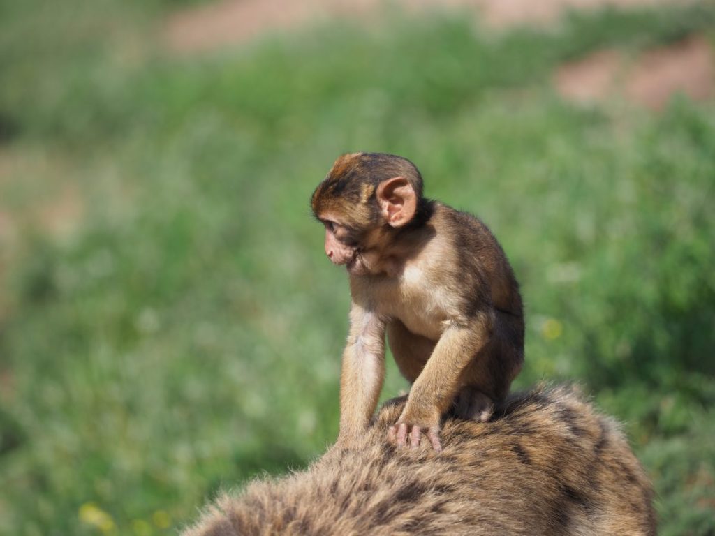 zoo erfurt