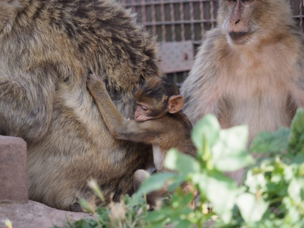 zoo erfurt