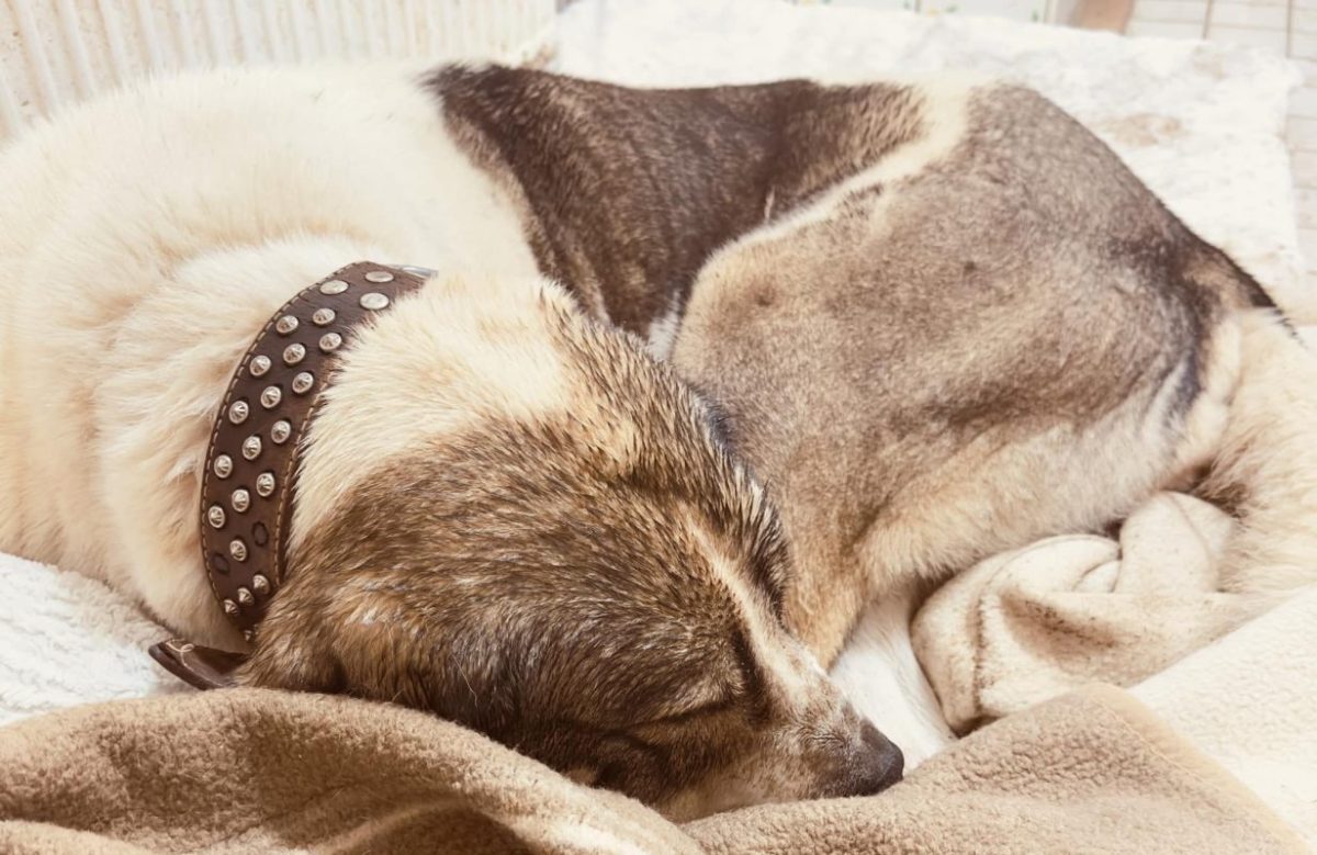 Hündin Lilly aus dem Tierheim Eisenach sehnt sich nach einem kuscheligen Zuhause.