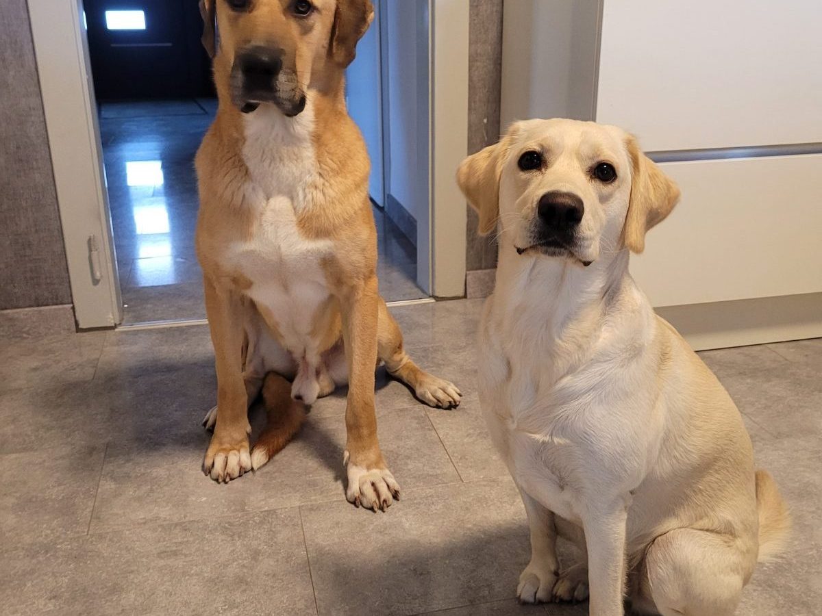 Obelix genieÃŸt das Leben bei seiner neuen Familie samt Hundeschwester Ginny.