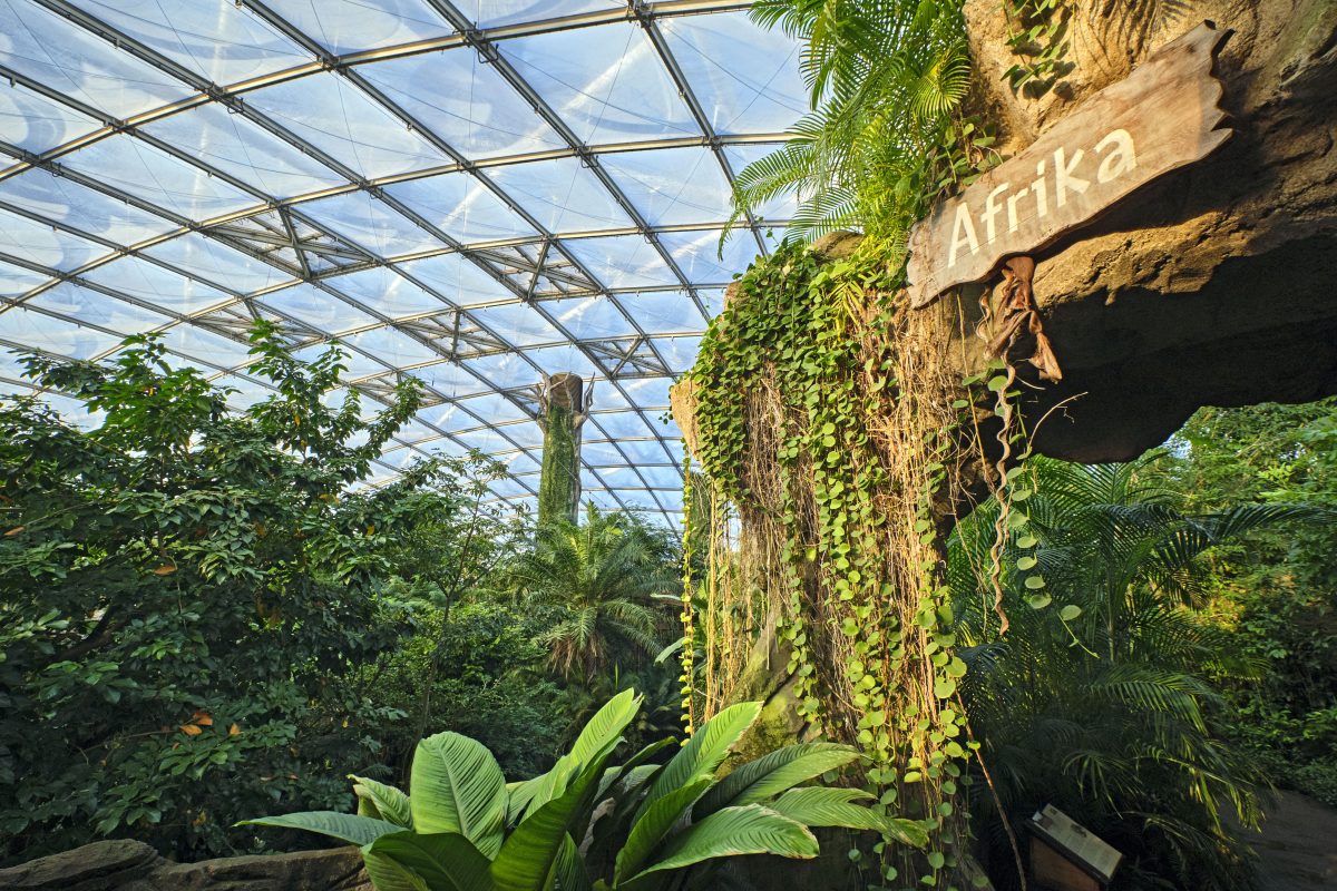 Große Aufregung im Zoo Leipzig! Im Gondwana-Land fliegen die Funken. Und zwar so stark, dass selbst ein Zaun die Turteltauben kaum stoppen kann.