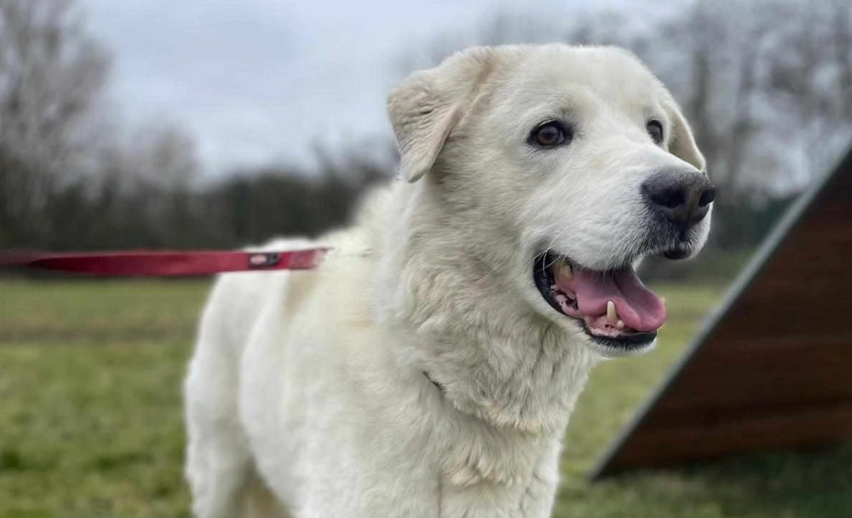 Egaon war ein weißer Hund der Rasse Kuvasz, der im Thüringer Tierheim Nordhausen aufgenommen wurde.