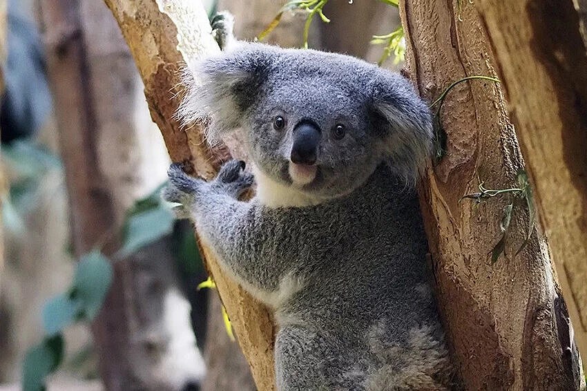 Erlinga lebt seit 2023 im Zoo Leipzig.