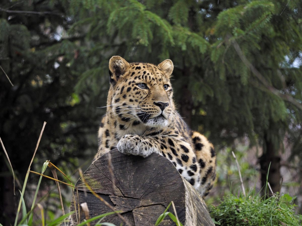 Bei den Leoparden im Zoo Leipzig könnte es bald Nachwuchs geben, (Archivbild)