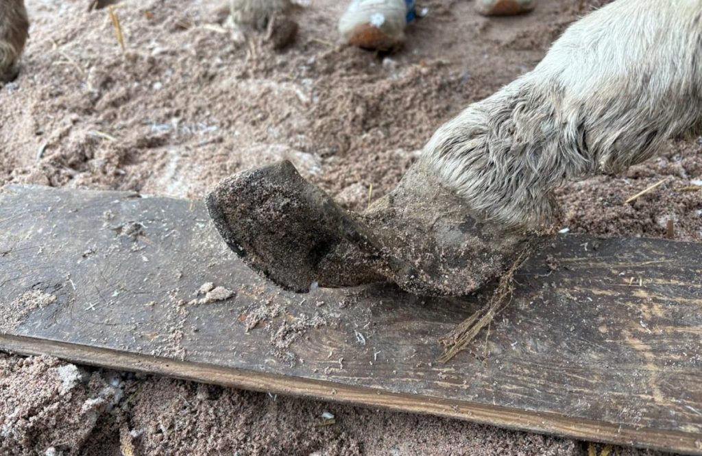 Die Hufe der Eseldame Paulina haben ihr täglich Schmerzen bereitet