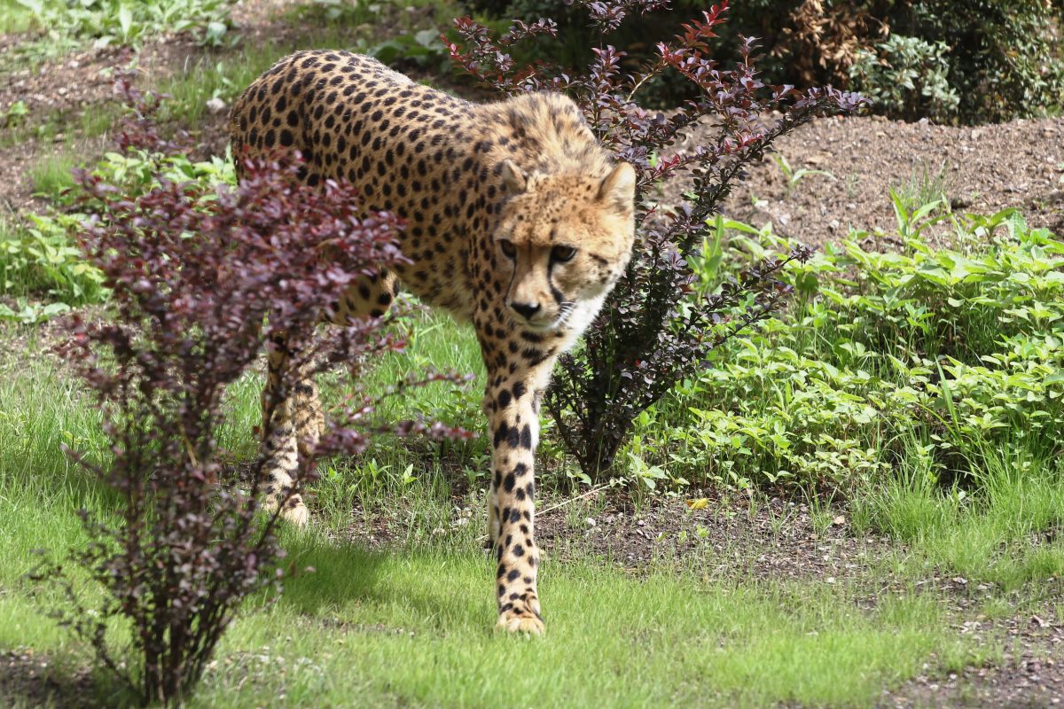 Gepardin Judy im Zoo Erfurt