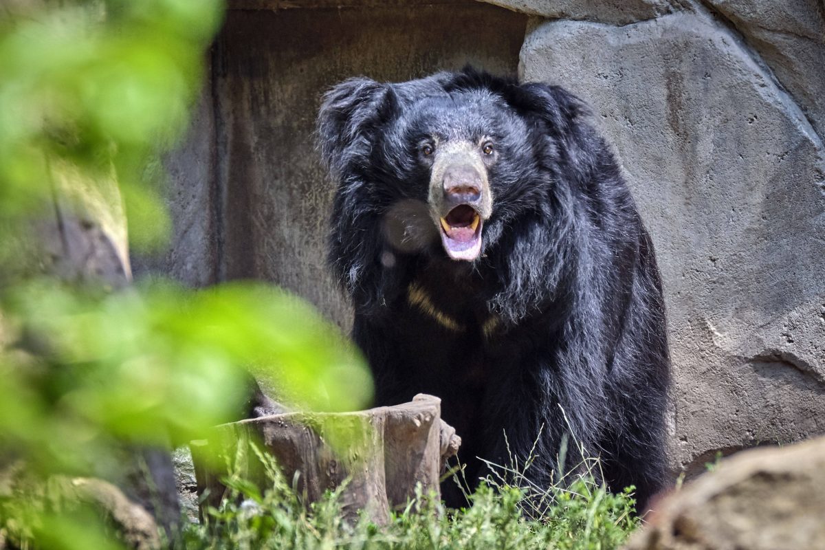 Indischer Lippenbär im Zoo Leipzig (Symbolbild)