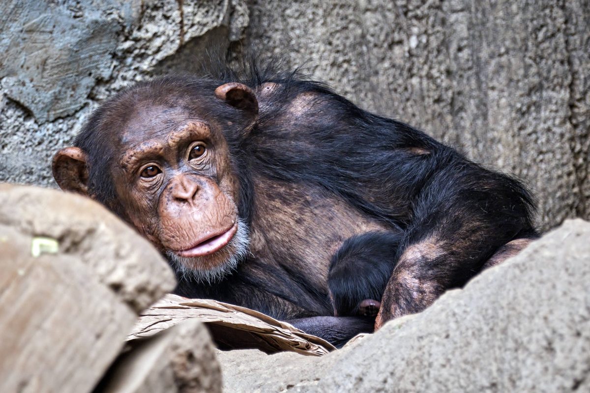 Für das Affenbaby gibt es im Zoo Leipzig viel zu sehen. (Archivbild)