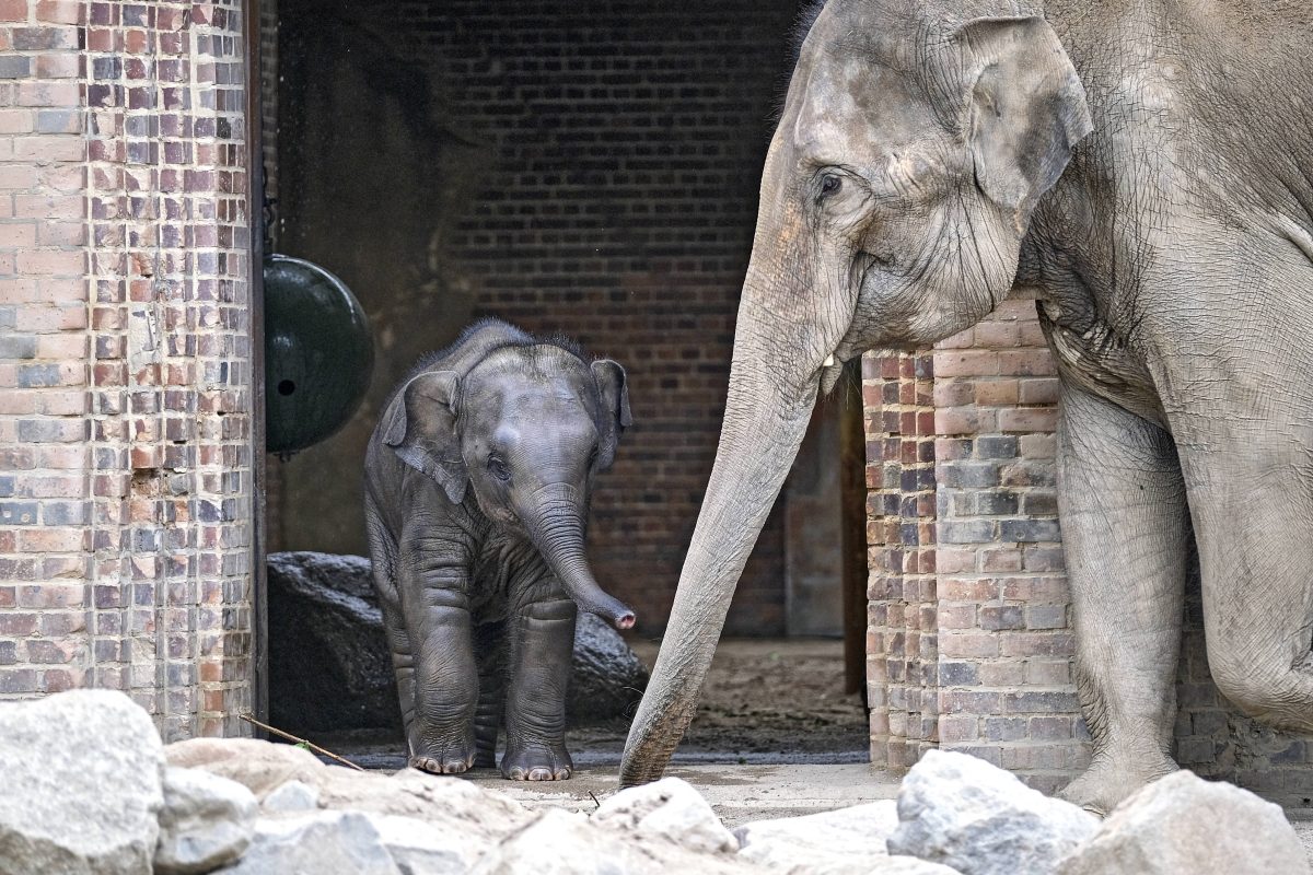 Zoo Leipzig: Angst im Elefantentempel – Mitarbeiter müssen Trick anwenden