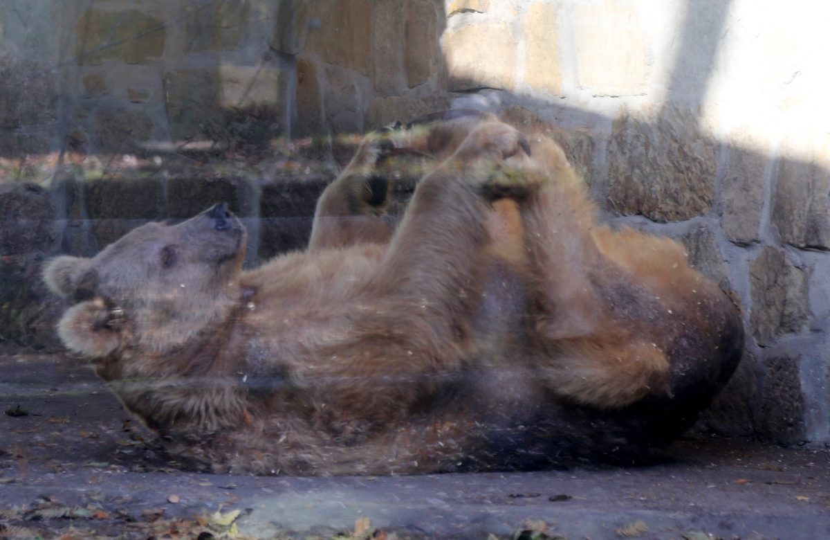 Der Tierpark Gotha trauert um Braunbärin Sarah.