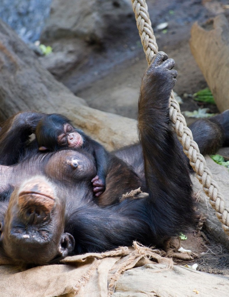 zoo-leipzig
