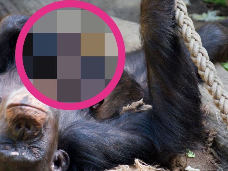Zoo Leipzig: Aufregung im Gehege! Die Besucher müssen ganz genau hinschauen