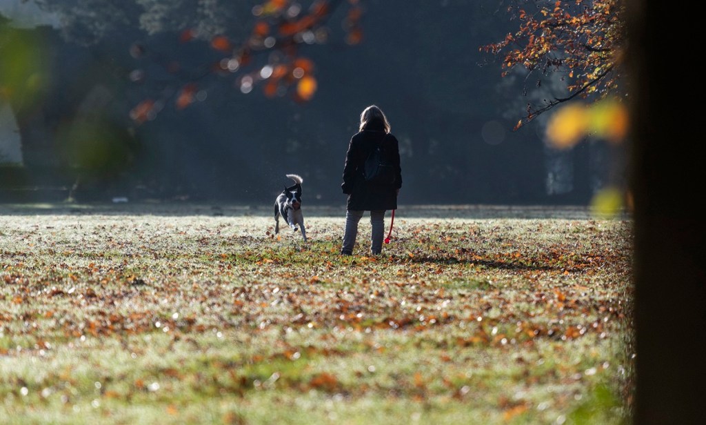 Hund im Park