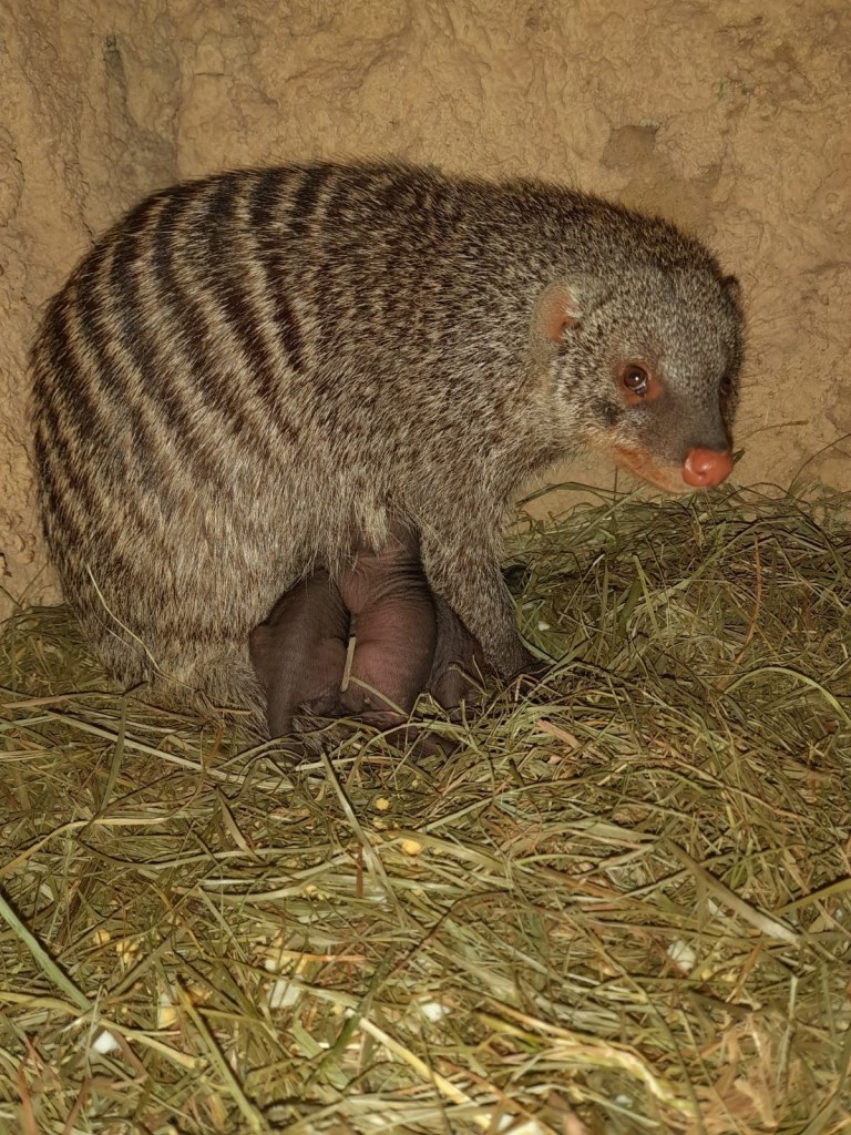 zoo-erfurt