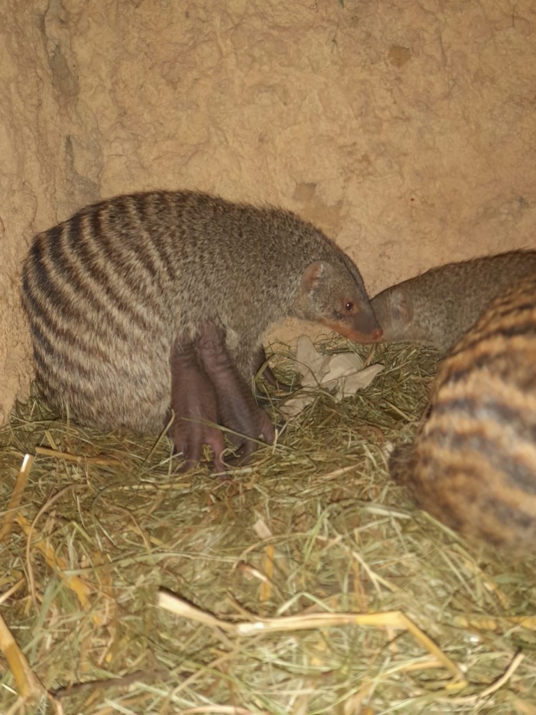 zoo-erfurt