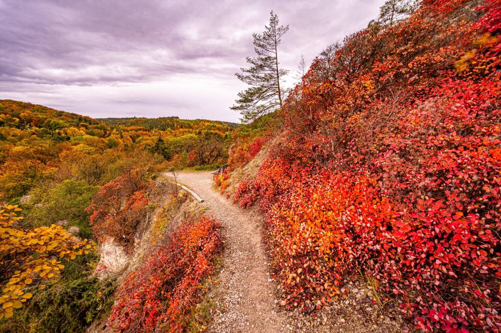 rot leuchtende Perückensträucher auf den kalkhaltigen Bergen von Jena im Herbst