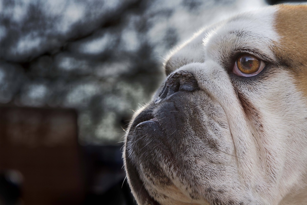 Für eine englische Bulldogge in Thüringen geht es um Leben und Tod. (Symbolbild)