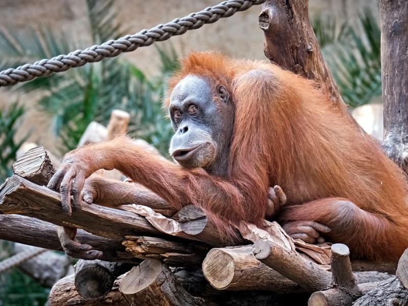Zoo Leipzig: Aufregung im Pongoland! Besondere „Beute“ im Gehege