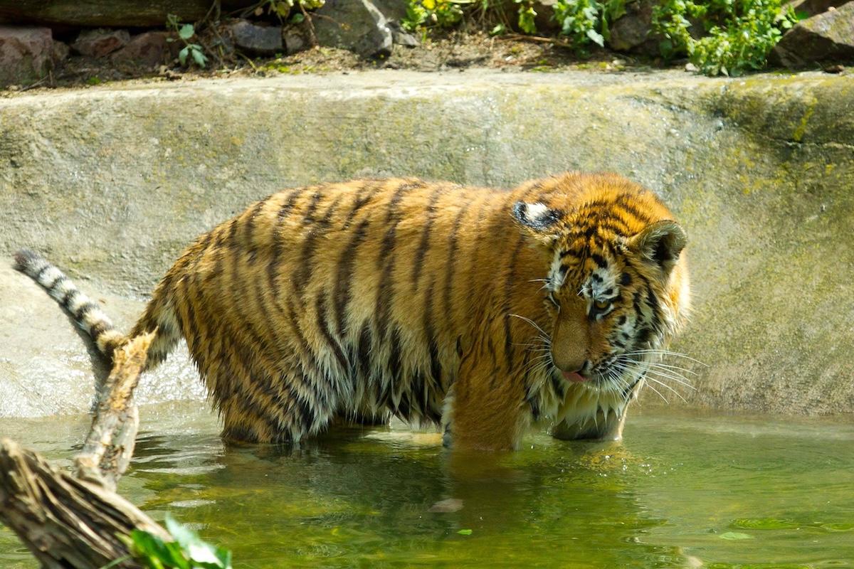 Zoo in Magdeburg (Osten)