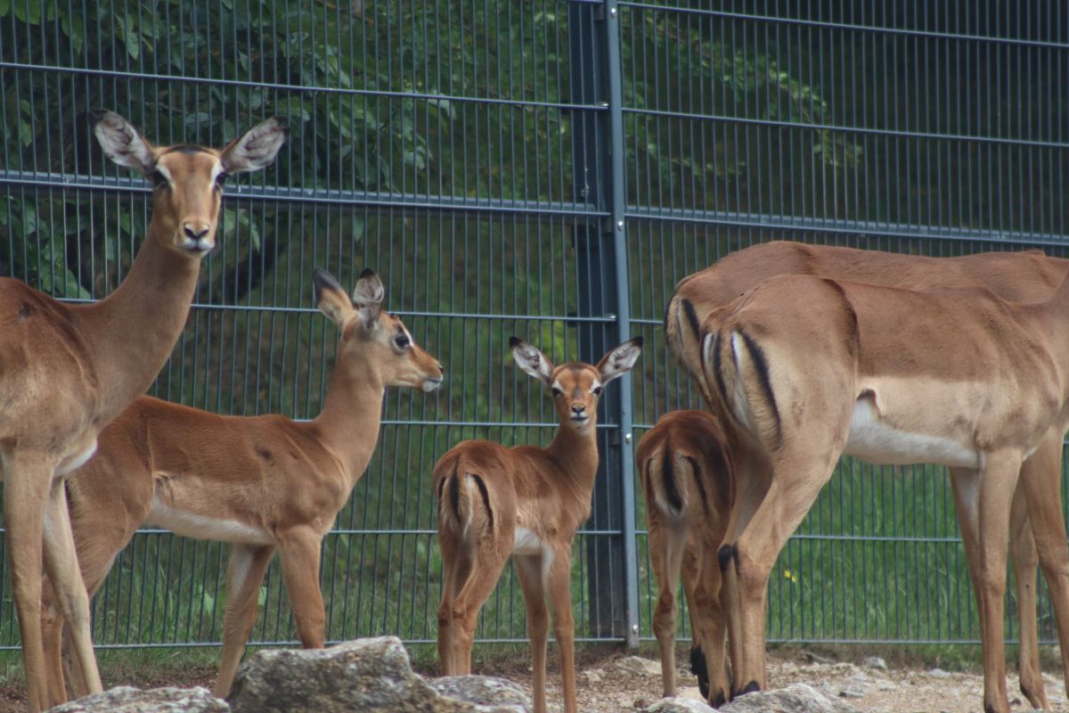 zoo-erfurt